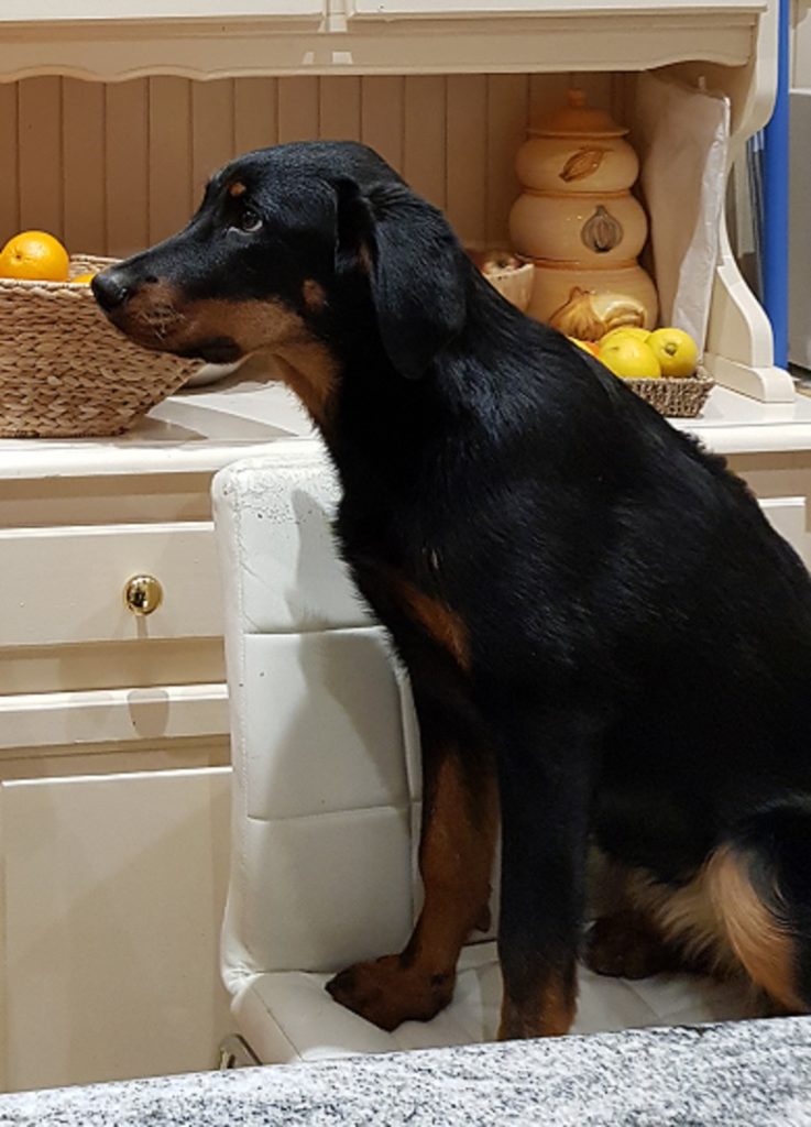Mon Chien Detruit Tout Lorsque Je M Absente Que Faire Etude comportementale - philippe mantovani educateur canin