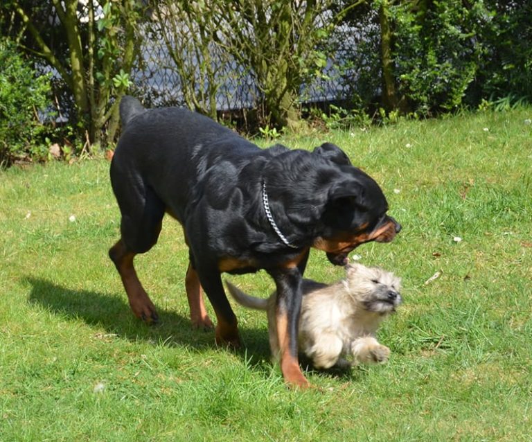 Mon Chien Detruit Tout Lorsque Je M Absente Que Faire Etude comportementale - philippe mantovani educateur canin
